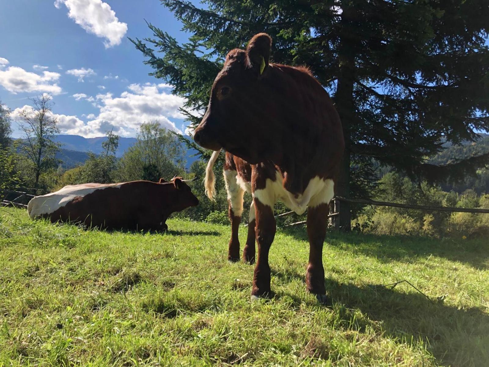 Glamping Savinja Ξενοδοχείο Ljubno Εξωτερικό φωτογραφία